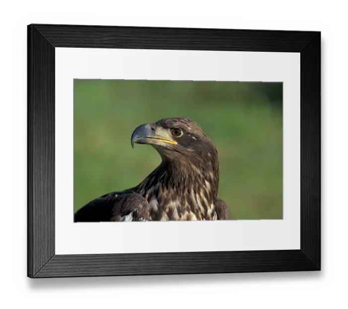Framed Print : NA, USA, Alaska, Denali NP, immature Bald eagle (Haliaeetus leucocephalus) Framed Print : NA, USA, Alaska, Denali NP, immature Bald eagle (Haliaeetus leucocephalus)