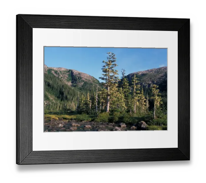 Framed Print : NA, USA, Alaska, Prince William Sound, Sitka spruce and western hemlock grow in an Framed Print : NA, USA, Alaska, Prince William Sound, Sitka spruce and western hemlock grow in an