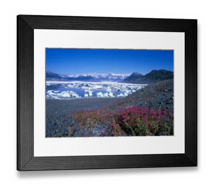 Framed Print : NA, USA, Alaska, Prince William Sound, Chugach Mountains, Dwarf fireweed grows
