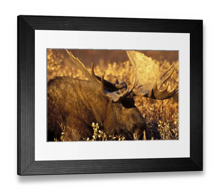 Framed Print : A large bull moose stands on the autumn tundra of Denali National Park at sunset Framed Print : A large bull moose stands on the autumn tundra of Denali National Park at sunset