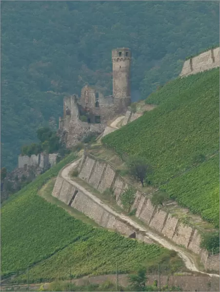Germany, Rhine River. View between Mainz & Koblenz near Rudesheim. Castle ruins surrounded