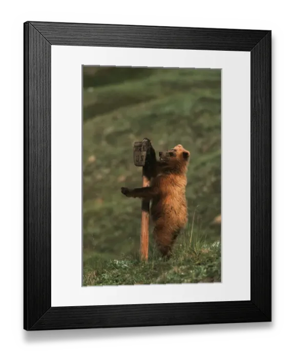 Framed Print : USA, Alaska, Denali National Park And Preserve, , Grizzly bear cub scratching park sign Framed Print : USA, Alaska, Denali National Park And Preserve, , Grizzly bear cub scratching park sign
