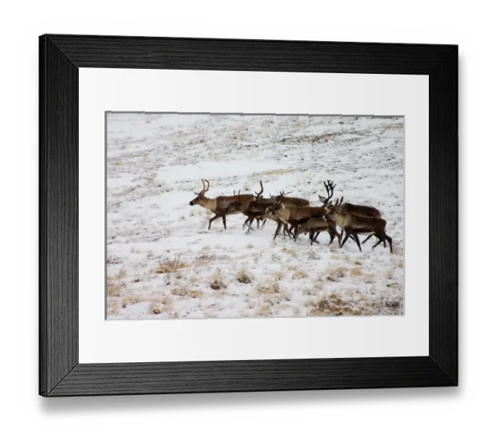 Framed Print : N. A. USA, Alaska. Caribou in Denali national Park