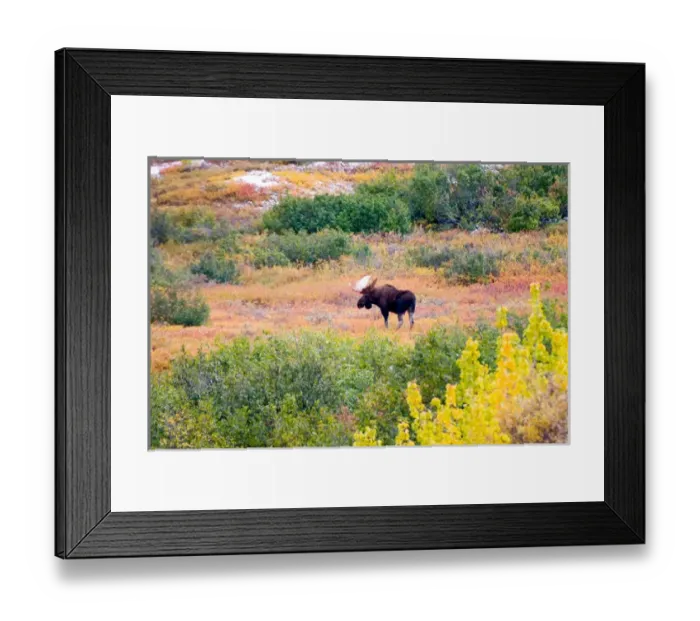 Framed Print : N. A. USA, Alaska. Moose in Denali National Park Framed Print : N. A. USA, Alaska. Moose in Denali National Park