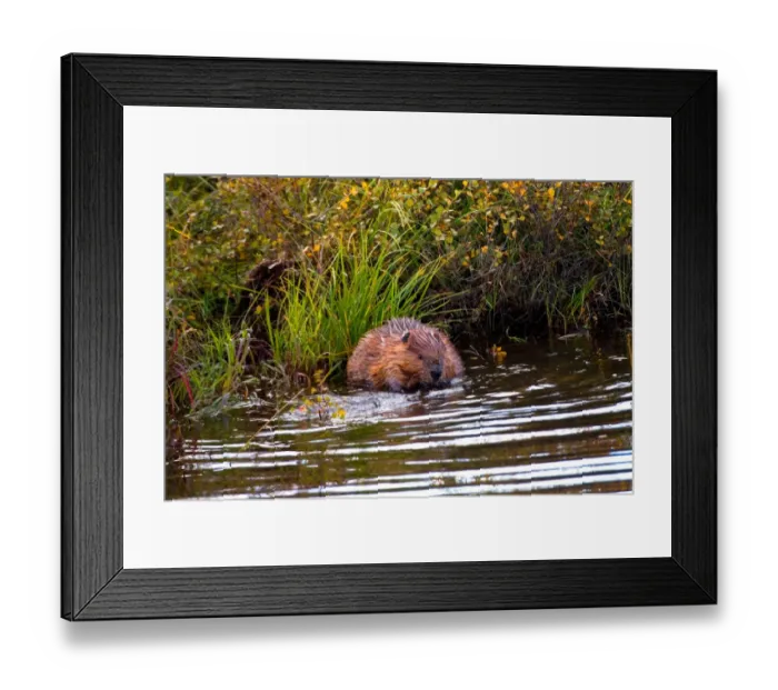 Framed Print : N. A. USA, Alaska. Beaver in pond in Denali National Park Framed Print : N. A. USA, Alaska. Beaver in pond in Denali National Park