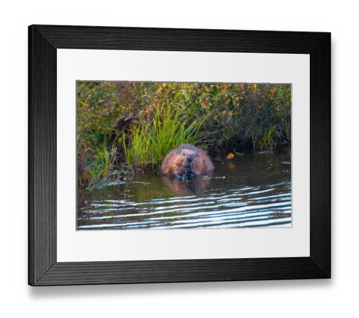 Framed Print : N. A. USA, Alaska. Beaver in pond in Denali National Park Framed Print : N. A. USA, Alaska. Beaver in pond in Denali National Park