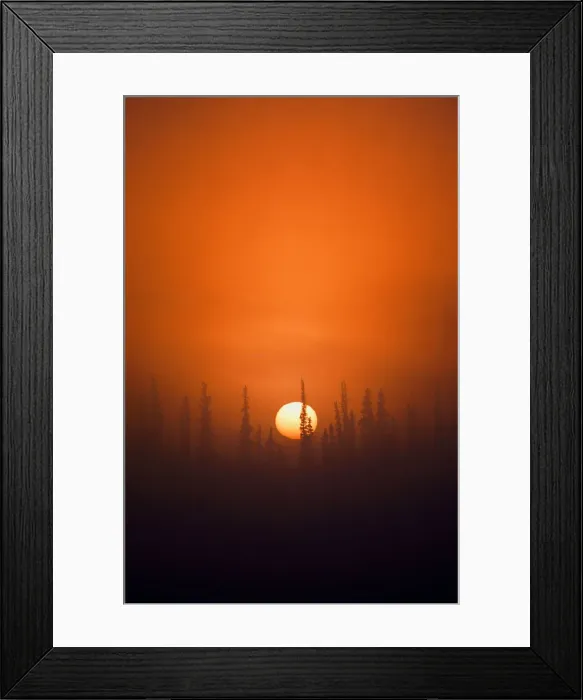 Framed Print : USA, Alaska, Fairbanks, View of sunrise over spruces trees Framed Print : USA, Alaska, Fairbanks, View of sunrise over spruces trees