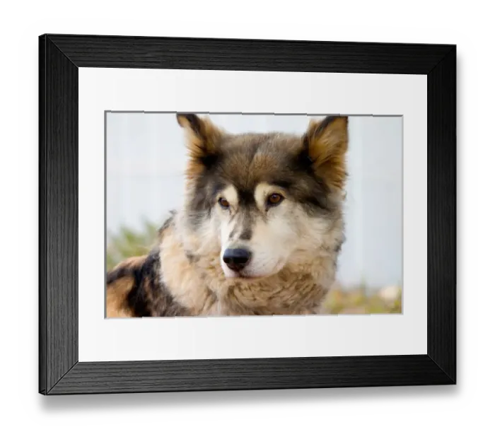 Framed Print : N. A. USA, Alaska. Husky sled dogs at Kantishna Roadhouse in Denali National Park