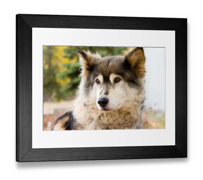 Framed Print : N. A. USA, Alaska. Husky sled dogs at Kantishna Roadhouse in Denali National Park Framed Print : N. A. USA, Alaska. Husky sled dogs at Kantishna Roadhouse in Denali National Park