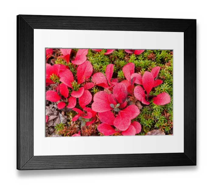 Framed Print : N. A. USA, Alaska. Alaska tundra in Denali National Park