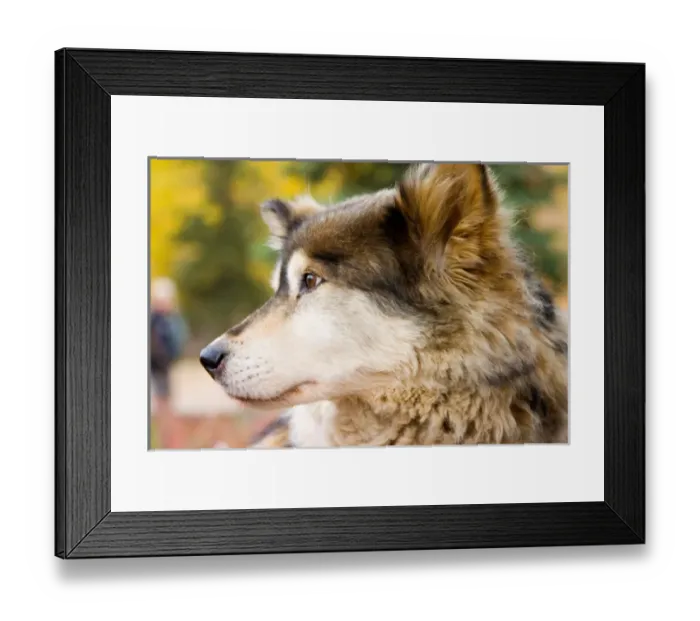 Framed Print : N. A. USA, Alaska. Husky sled dogs at Kantishna Roadhouse in Denali National Park