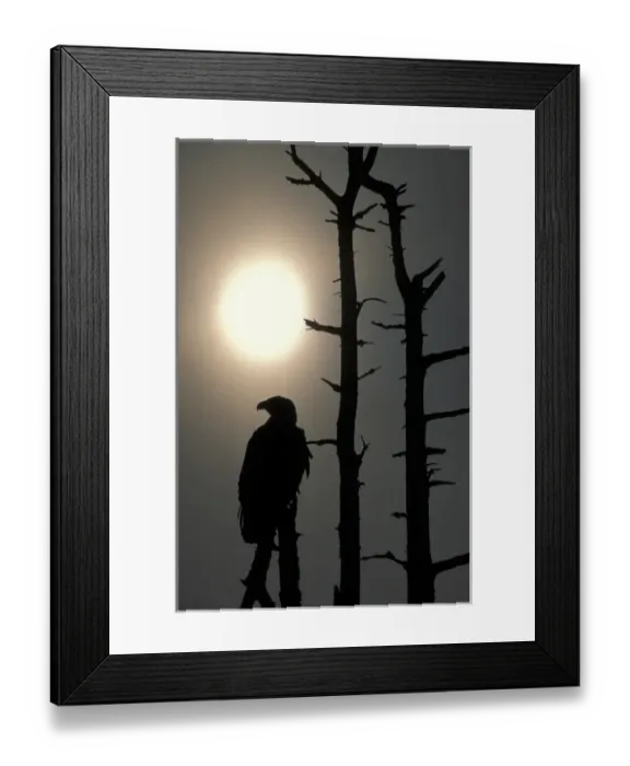 Framed Print : USA, Alaska, Bald Eagles (Haliaeetus leucocephalus) in dead tree above Alaganik Slough Framed Print : USA, Alaska, Bald Eagles (Haliaeetus leucocephalus) in dead tree above Alaganik Slough