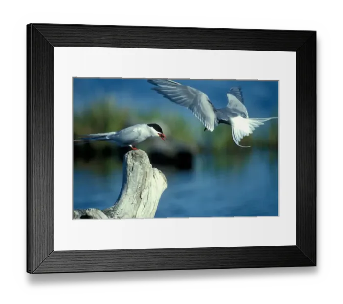 Framed Print : USA, Alaska, Chugach State Park, Arctic Tern (Sterna paradisaea) feeds insect to Framed Print : USA, Alaska, Chugach State Park, Arctic Tern (Sterna paradisaea) feeds insect to