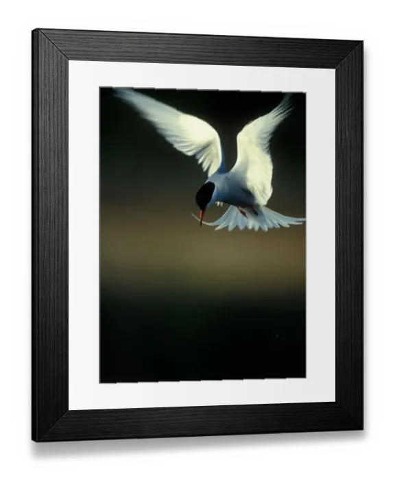 Framed Print : USA, Alaska, Chugach State Park, Arctic Tern (Sterna paradisaea) hovers above Potter Framed Print : USA, Alaska, Chugach State Park, Arctic Tern (Sterna paradisaea) hovers above Potter