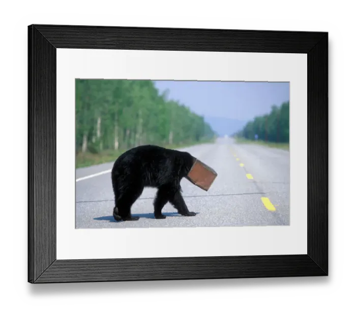 Framed Print : USA, Alaska, Black Bear (Ursus americanus) coffee can stuck on head walks blindly across Alaska Hwy