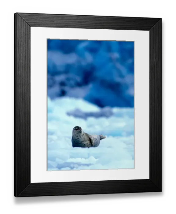 Framed Print : USA, Alaska, Chugach National Forest, Harbor Seal (Phoca vitulina) rests on ice near