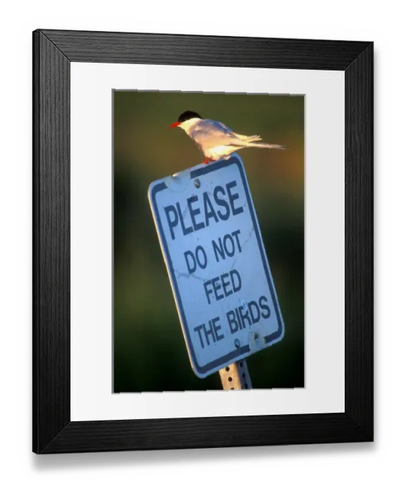Framed Print : USA, Alaska, Chugach State Park, Arctic Tern (Sterna paradisaea) sits on sign by Framed Print : USA, Alaska, Chugach State Park, Arctic Tern (Sterna paradisaea) sits on sign by