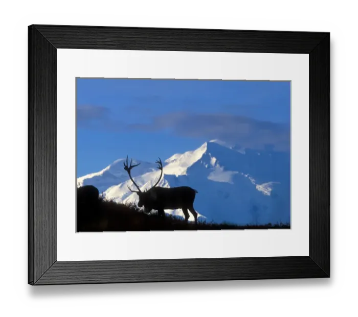 Framed Print : USA, Alaska, Denali National Park, Bull Caribou (Rangifer tarandus) near Wonder Lake and Mt