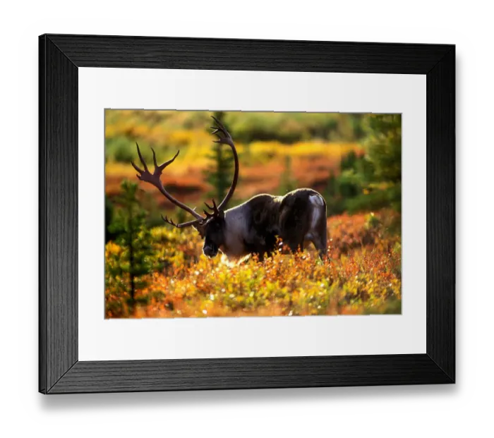 Framed Print : USA, Alaska, Denali National Park, Bull Caribou (Rangifer tarandus) feeds in tundra Framed Print : USA, Alaska, Denali National Park, Bull Caribou (Rangifer tarandus) feeds in tundra