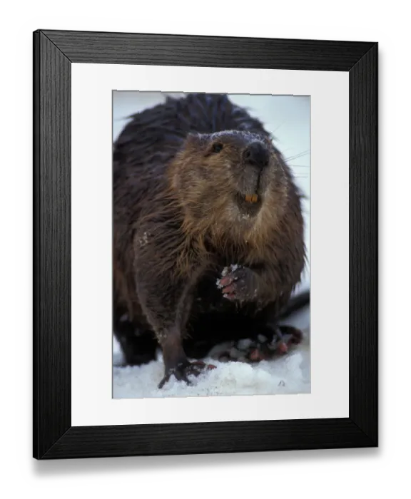 Framed Print : USA, Alaska, Denali National Park, Beaver (Castor canadensis) stands in late spring Framed Print : USA, Alaska, Denali National Park, Beaver (Castor canadensis) stands in late spring