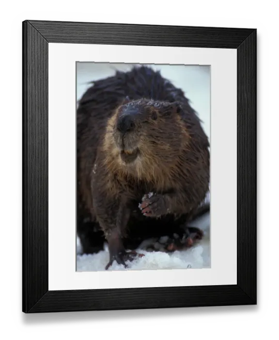Framed Print : USA, Alaska, Denali National Park, Beaver (Castor canadensis) stands in late spring Framed Print : USA, Alaska, Denali National Park, Beaver (Castor canadensis) stands in late spring