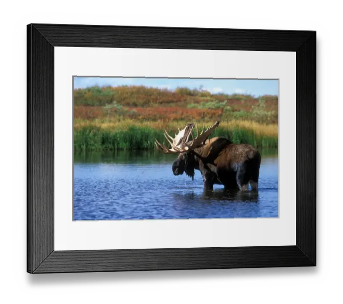 Framed Print : USA, Alaska, Denali National Park, Bull Moose (Alces alces) feeds in kettle pond Framed Print : USA, Alaska, Denali National Park, Bull Moose (Alces alces) feeds in kettle pond