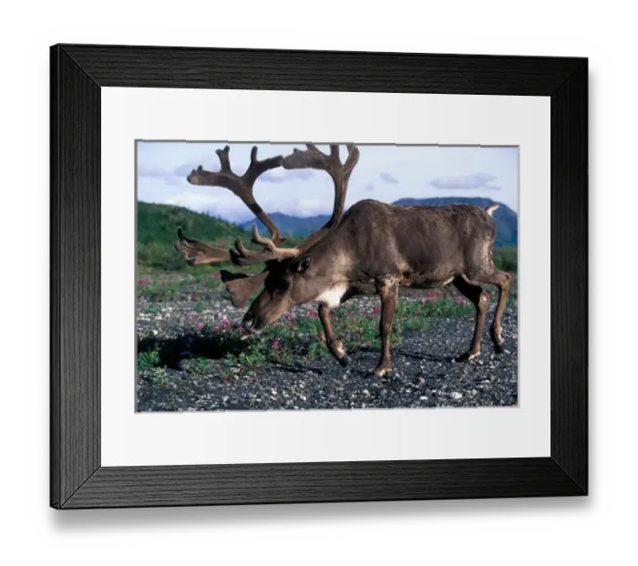 Framed Print : USA, Alaska, Denali National Park, Bull Caribou (Rangifer tarandus) walks along Savage Framed Print : USA, Alaska, Denali National Park, Bull Caribou (Rangifer tarandus) walks along Savage