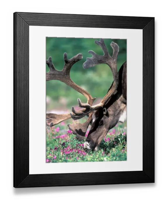Framed Print : USA, Alaska, Denali National Park, Caribou (Rangifer tarandus) feeds in fireweed Framed Print : USA, Alaska, Denali National Park, Caribou (Rangifer tarandus) feeds in fireweed