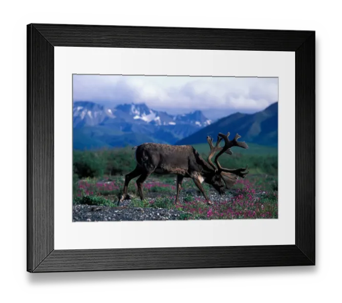 Framed Print : USA, Alaska, Denali National Park, Caribou (Rangifer tarandus) feeds in fireweed