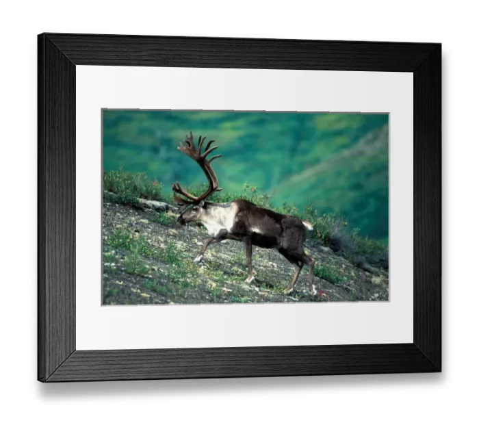 Framed Print : USA, Alaska, Denali National Park, Bull caribou (Rangifer tarandus) walking along Framed Print : USA, Alaska, Denali National Park, Bull caribou (Rangifer tarandus) walking along