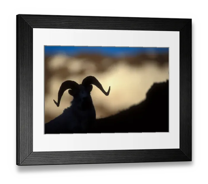 Framed Print : USA, Alaska, Denali National Park, Full curl Dalls Ram (Ovis dalli) rests Framed Print : USA, Alaska, Denali National Park, Full curl Dalls Ram (Ovis dalli) rests