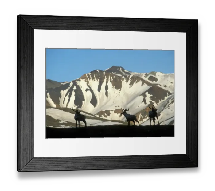 Framed Print : USA, Alaska, Denali National Park, Caribou (Rangifer tarandus) silhouetted against Framed Print : USA, Alaska, Denali National Park, Caribou (Rangifer tarandus) silhouetted against