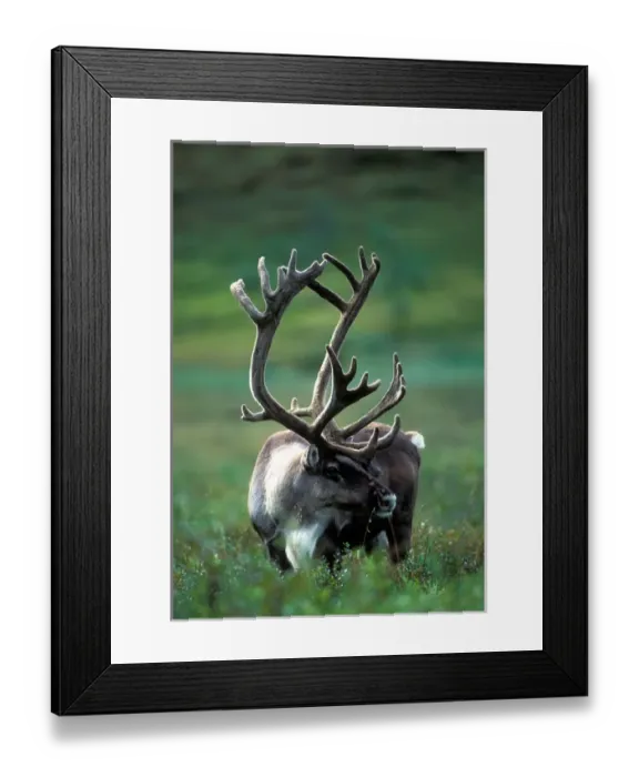 Framed Print : USA, Alaska, Denali National Park, Caribou herd (Rangifer tarandus) feeding on tundra Framed Print : USA, Alaska, Denali National Park, Caribou herd (Rangifer tarandus) feeding on tundra