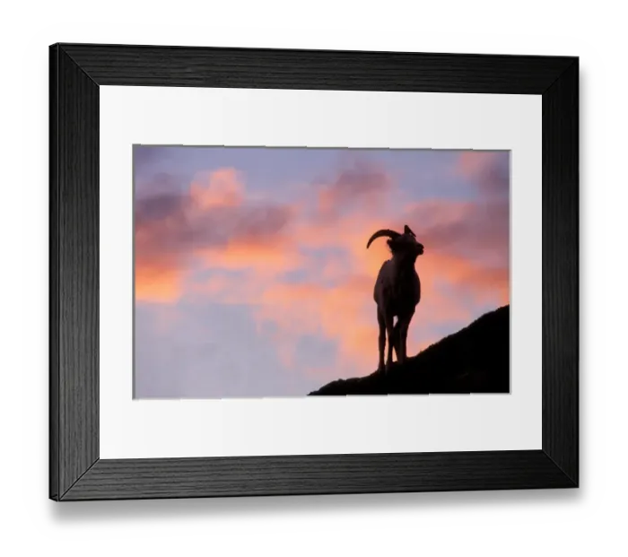 Framed Print : USA, Alaska, Denali National Park, Dalls Sheep (Ovis dalli) silhouetted under Framed Print : USA, Alaska, Denali National Park, Dalls Sheep (Ovis dalli) silhouetted under