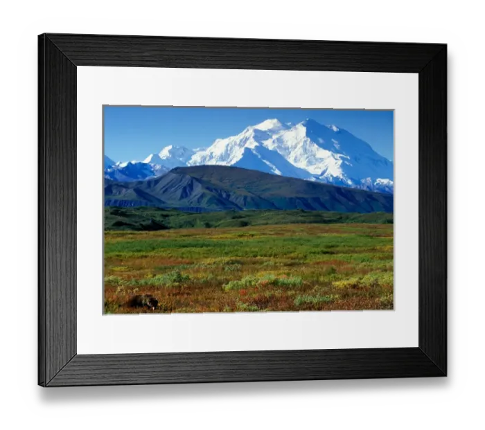 Framed Print : USA, Alaska, Denali National Park, Grizzly Bear (Ursus arctos) feeds on berries north Framed Print : USA, Alaska, Denali National Park, Grizzly Bear (Ursus arctos) feeds on berries north
