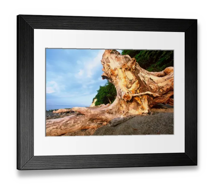 Framed Print : EUROPE, Germany, Baltic Sea, Island of Ruegen Large stump on island coastline