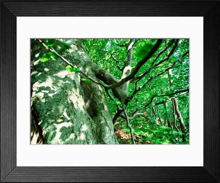 Framed Print : EUROPE, Germany, Baltic Sea, Island of Ruegen Jasmund Nat l Park