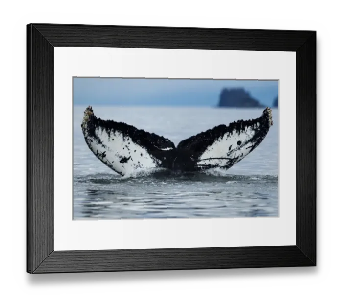 Framed Print : USA, Alaska, Tongass National Forest, Close-up of Humpback Whale (Megaptera novaengliae)