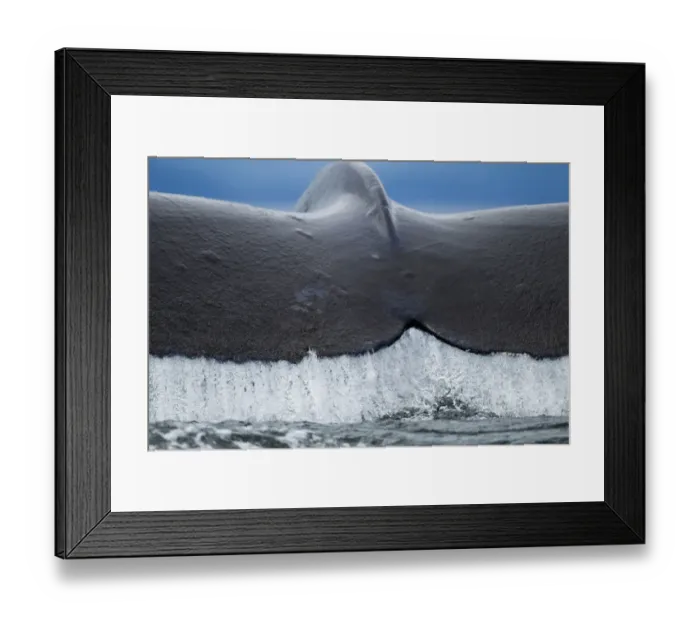 Framed Print : USA, Alaska, Tongass National Forest, Close-up of water pouring from Humpback Whale