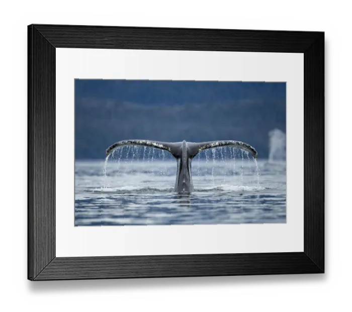 Framed Print : USA, Alaska, Tongass National Forest, Close-up of water pouring from Humpback Whale Framed Print : USA, Alaska, Tongass National Forest, Close-up of water pouring from Humpback Whale