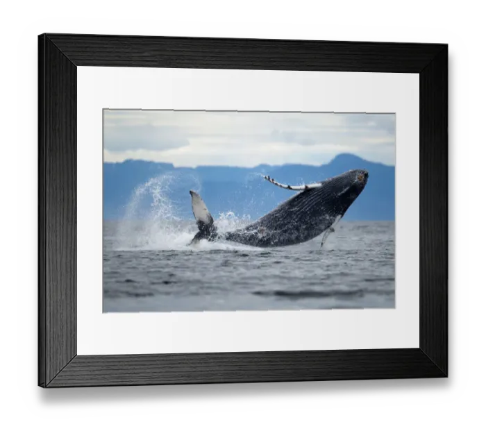 Framed Print : USA, Alaska, Tongass National Forest, Humpback Whale Calf (Megaptera novaengliae) Framed Print : USA, Alaska, Tongass National Forest, Humpback Whale Calf (Megaptera novaengliae)