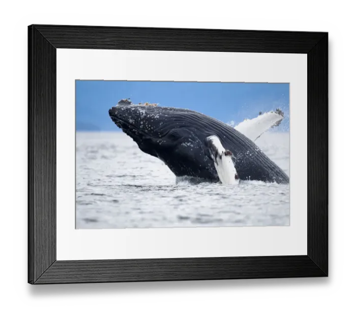 Framed Print : USA, Alaska, Tongass National Forest, Humpback Whale Calf (Megaptera novaengliae) Framed Print : USA, Alaska, Tongass National Forest, Humpback Whale Calf (Megaptera novaengliae)