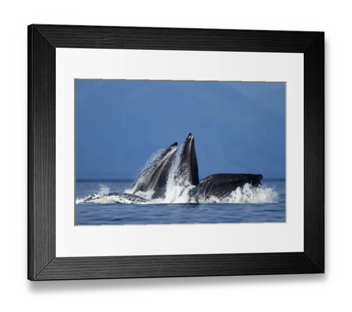 Framed Print : USA, Alaska, Tongass National Forest, Humpback Whales (Megaptera novaengliae) lunge Framed Print : USA, Alaska, Tongass National Forest, Humpback Whales (Megaptera novaengliae) lunge