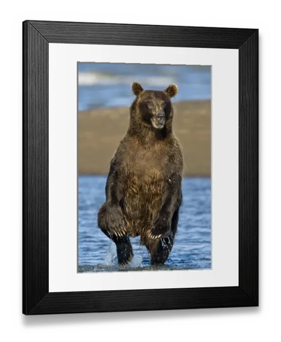 Framed Print : Brown Bear searching for salmon at Silver Salmon Creek, Lake Clark NP, Alaska