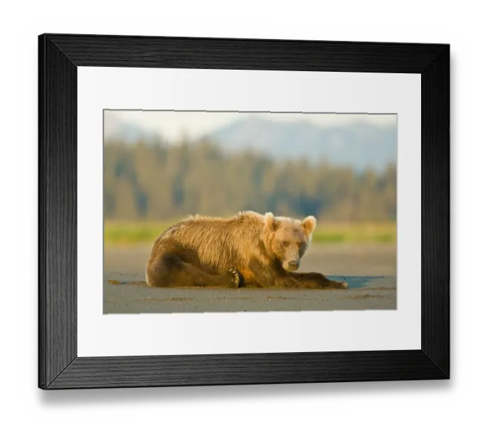 Framed Print : A coastal brown bear takes a break while salmon fishing at Silver Salmon Creek in Lake Clark NP Framed Print : A coastal brown bear takes a break while salmon fishing at Silver Salmon Creek in Lake Clark NP
