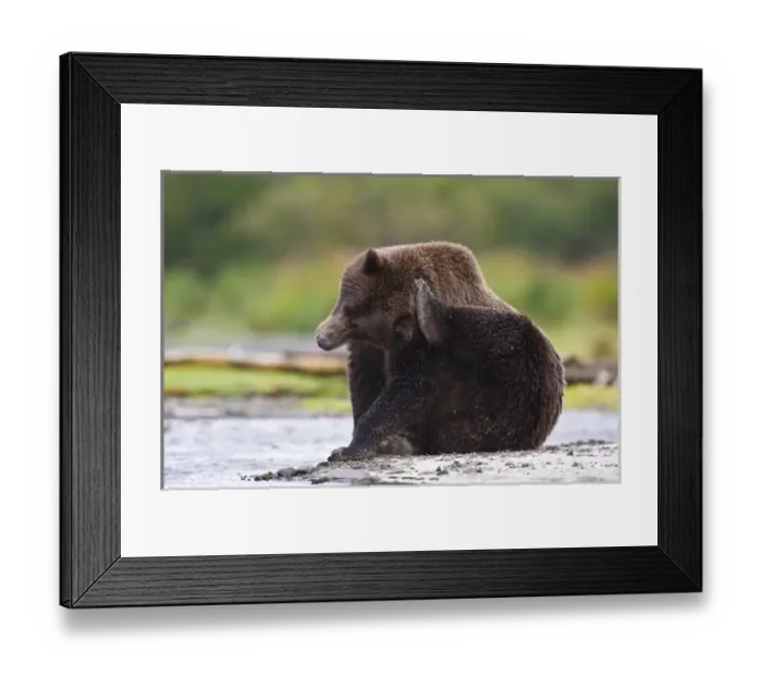 Framed Print : Alaska. Katmai NP. Coastal Brown Bear taking a break while fishing for salmon Framed Print : Alaska. Katmai NP. Coastal Brown Bear taking a break while fishing for salmon