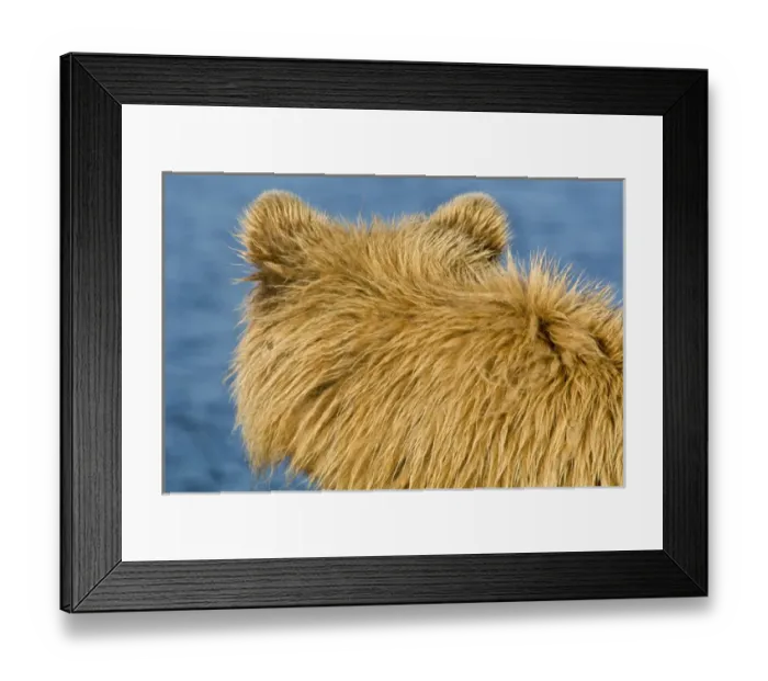 Framed Print : Close-up of fur of brown bear at Silver Salmon Creek, Lake Clark NP, Alaska Framed Print : Close-up of fur of brown bear at Silver Salmon Creek, Lake Clark NP, Alaska