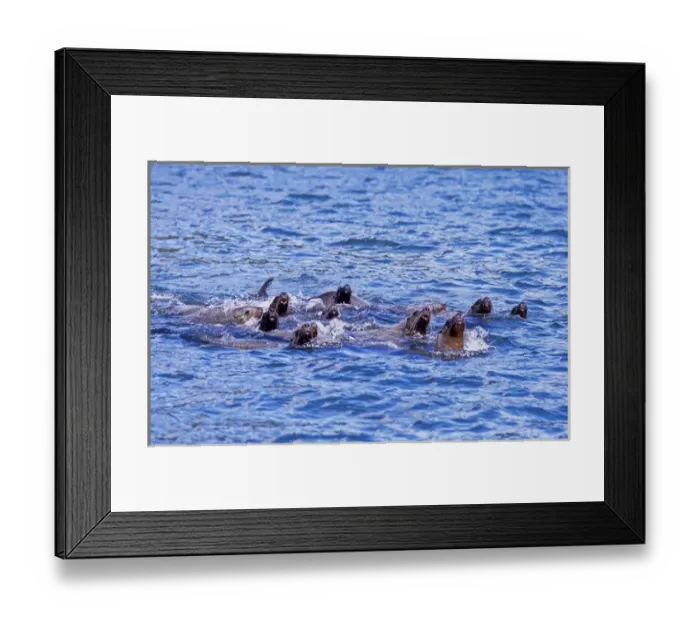 Framed Print : USA, Alaska, Juneau, Auke Bay, seals Framed Print : USA, Alaska, Juneau, Auke Bay, seals