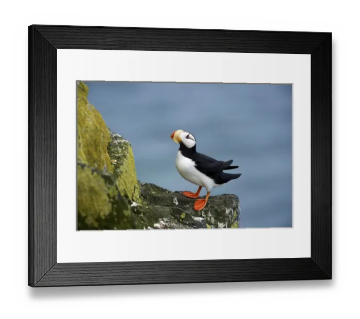 Framed Print : North America, USA, Alaska, Pribilof Islands, St Paul. Horned Puffin