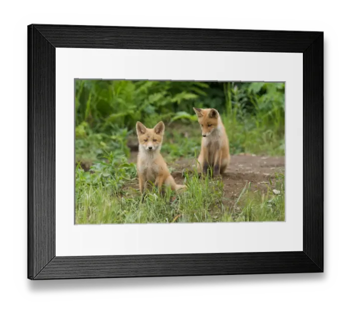 Framed Print : North America, USA, Alaska, McNeil River. Red Fox Framed Print : North America, USA, Alaska, McNeil River. Red Fox